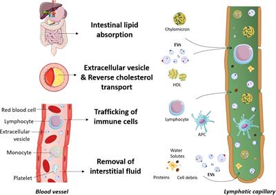 Extracellular Vesicles as Potential Prognostic Markers of Lymphatic Dysfunction